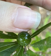Amphibolips melanocera