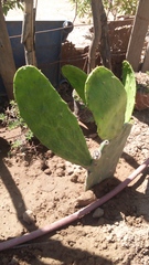 Opuntia
