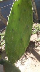 Opuntia
