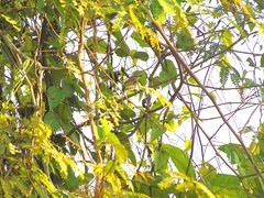 Poecilotriccus latirostris