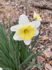 Narcissus × incomparabilis