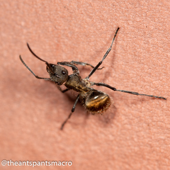 Polyrhachis aurea
