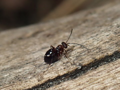 Zopheroteras