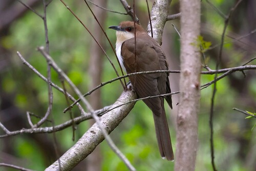 Black-billed Cuckoo observed by yellowperch03
