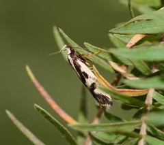 Epithymema incomposita
