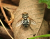 Gonia frontosa - Photo (c) mayfly1963, some rights reserved (CC BY), uploaded by mayfly1963
