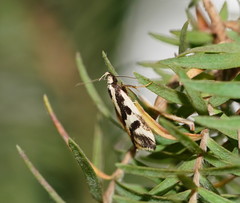 Epithymema incomposita