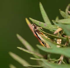 Epithymema incomposita