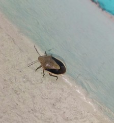 Chlorochroa osborni