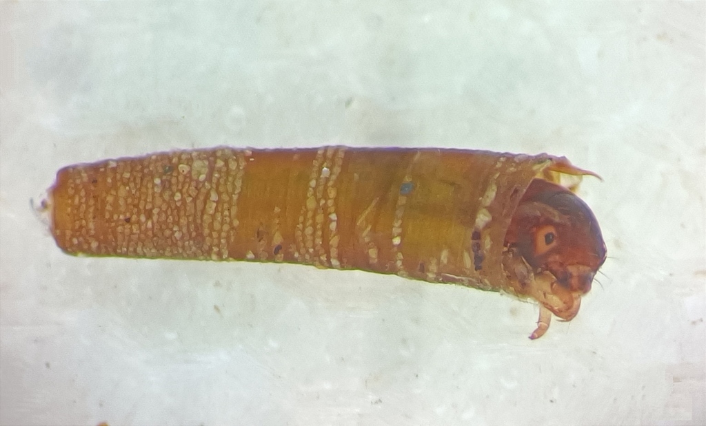 Pycnocentria gunni