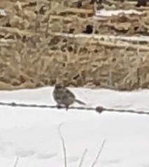 Spizelloides arborea