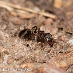 Notoncus ectatommoides