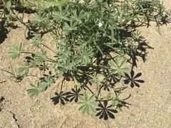Lupinus shockleyi