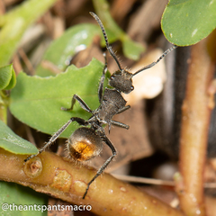 Polyrhachis vermiculosa