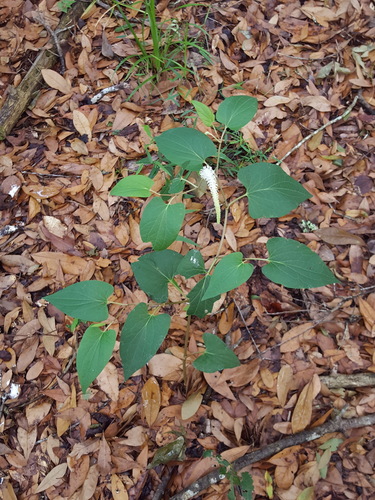 Saururaceae image