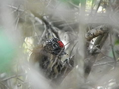 Picumnus nebulosus