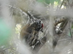 Picumnus nebulosus