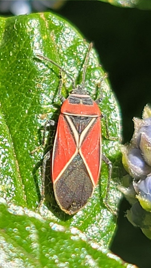 White-crossed Seed Bug from Edmonds College Transit Center Bay 3 ...