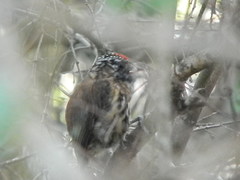 Picumnus nebulosus