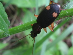 Chlaenius posticalis