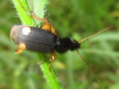 Chlaenius posticalis
