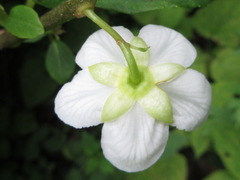 Actinidia polygama