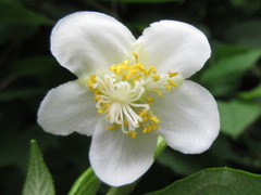 Actinidia polygama