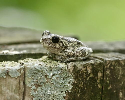 Cope's Gray Tree Frog observed by debbie18k