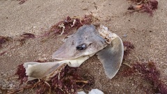 Mustelus