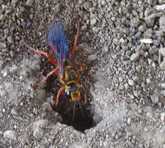 Sphex jamaicensis