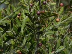 Schinus lentiscifolia