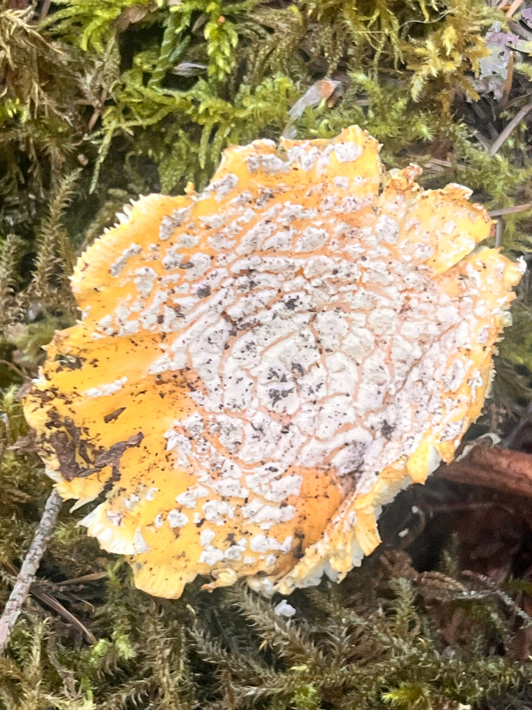 Sunshine Amanita · May 2026 · photo: Photo: (c) Steve Taylor, some rights reserved (CC BY) · iNaturalist