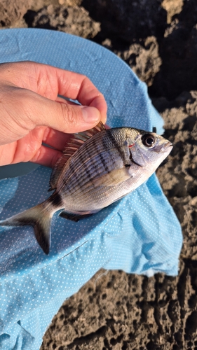 Diplodus sargus