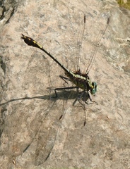 Dromogomphus spinosus