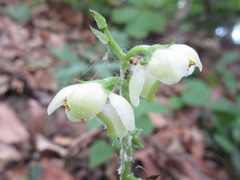 Pyrola japonica
