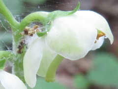 Pyrola japonica