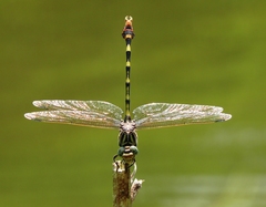 Phyllogomphoides stigmatus