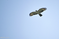 Spizaetus melanoleucus