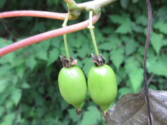Actinidia arguta