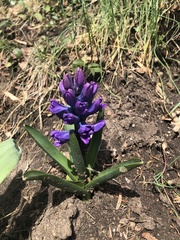 Hyacinthus