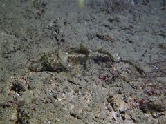 Cymbacephalus nematophthalmus