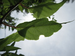 Actinidia arguta