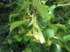 Tilia amurensis