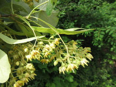 Tilia amurensis