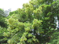 Tilia amurensis