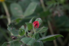 Lotus tetragonolobus