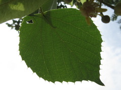Tilia amurensis