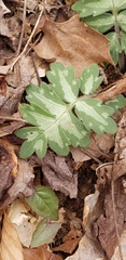 Hydrophyllum appendiculatum