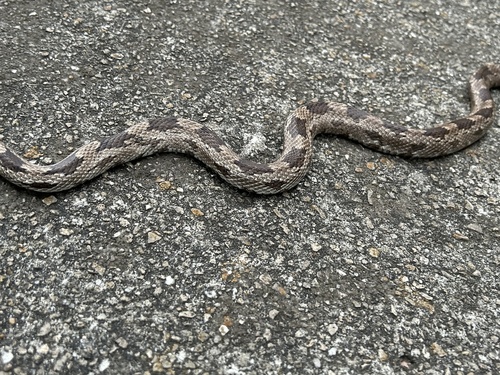 Eastern Ratsnake observed by juandissimos_comb