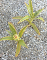 Stillingia spinulosa